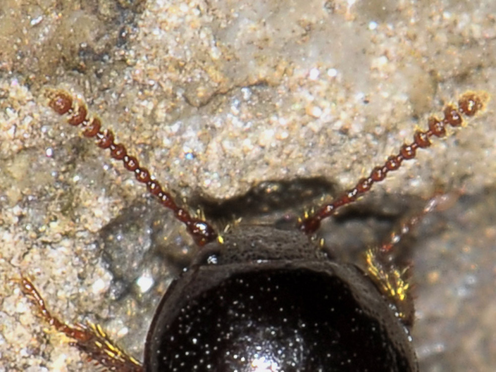 Agyrtes bicolor - Agyrtidae